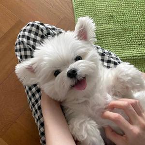 高瓦斯