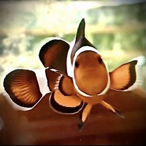 大船小海