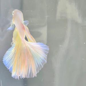 李燃燃