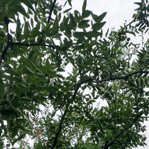菲常可乐