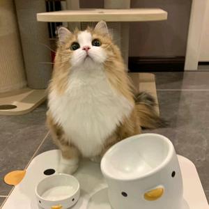 麻辣小龙虾滑