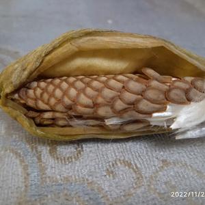 古籍拾遗